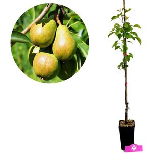Pyrus communis 'Conference', Perenboom, 1,5 liter pot