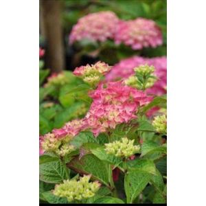 2 x Hydrangea macr. 'Glowing Embers' - Bolhortensia, Boerenhortensia 25- 30 cm in pot