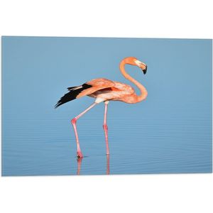 WallClassics - Vlag - Roze Flamino in het Water - 60x40 cm Foto op Polyester Vlag