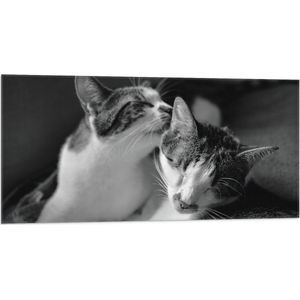 WallClassics - Vlag - Kat Likkend aan Katten Vriend (Zwart-wit) - 100x50 cm Foto op Polyester Vlag