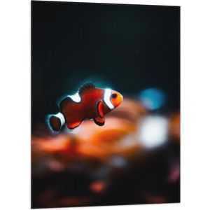 WallClassics - Vlag - Nemo Vis - 70x105 cm Foto op Polyester Vlag
