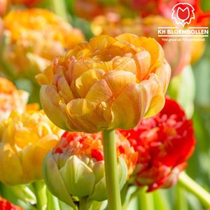 KH Bloembollen Tulpenbollen - 20 stuks - Gudoshnik Double