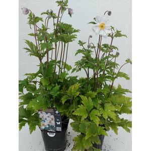 Plants Online - Tuinplanten - Vaste planten - Set van 5 - Anemone 'Macane007' - 0.7 liter pot - Plant