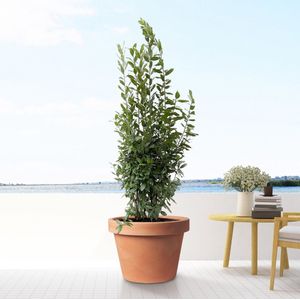 Laurus Nobilis struik - 210 cm - ø50