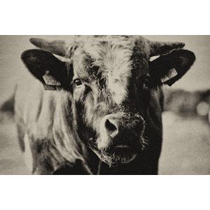 Cow portrait – 120cm x 80cm - Fotokunst op PlexiglasⓇ incl. certificaat & garantie.