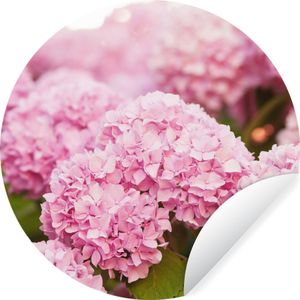 WallCircle - Behangcirkel - Zelfklevend behang - Hortensia - Bloemen - Bladeren - Plant - Roze - Behangsticker - ⌀ 140 cm - Behang zelfklevend - Rond behang - Behangcirkel bloemen