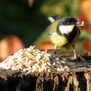 Aniculis - Premium Onkruidvrij tuinvogelvoer (12.75 kg) - Schillenvrij en onkruidvrij vogelvoer - Geschikt om het hele jaar door te voeren - No Mess - No Grow