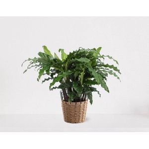 Calathea Blue Grass in siermand May Naturel – groene kamerplant – luchtzuiverende calathea - 35-50cm - Ø13 – geleverd met plantenpot – vers uit de kwekerij