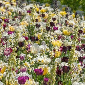 Bloembollen Mix Everlasting Spring | 50 stuks | Meerkleurig |