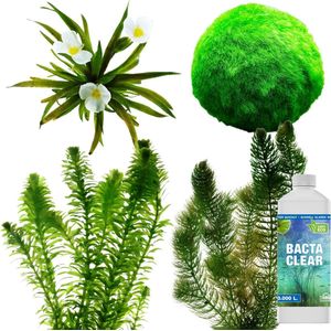 vdvelde.com - Vijver Helder Maken en Houden Pakket – M - 500 - 1.250 L - 12 planten voor 500 – 1.250 L - Voorkomt en bestrijdt zweef- en draadalgen - Plaatsing: los in het water