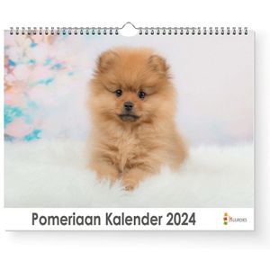 Huurdies - Pomeriaan Kalender - Jaarkalender 2024 - 35x24 - 300gms