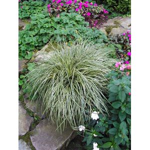 Plants Online - Tuinplanten - Siergrassen - Set van 1 - Carex morrowii 'Variegata' - 2 liter pot - Plant