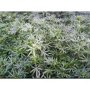 2 x Choisya tern. 'White Dazzler'® - Mexicaanse Oranjebloesem 60- + cm in pot