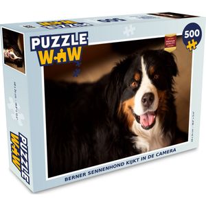 Puzzel Berner Sennenhond kijkt in de camera - Legpuzzel - Puzzel 500 stukjes