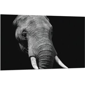 WallClassics - Vlag - Grijze Olifant met Witte Slagtanden - Zwart Wit - 120x80 cm Foto op Polyester Vlag