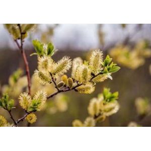 Salix caprea - Waterwilg, Boswilg 6/ 8 cm stamomtrek - Hoogstam in pot