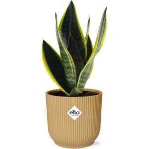 Plantenboetiek.nl | Sansevieria Futura Superba in ELHO Vibes Fold geel - Ø14cm - 30-40cm hoog - Kamerplant - Groenblijvend - Cactus & Vetplanten