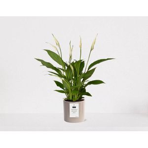 Spathiphyllum kamerplant in sierpot Very Potter 'Potverdorie bedankt zeg' - Beige - Luchtzuiverende Lepelplant - 35-50cm - Ø13 - Met keramieken bloempot - vers uit de kwekerij - uniek cadeau