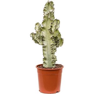 Vetplant – Wolfsmelk (Euphorbia marmorata) – Hoogte: 80 cm – van Botanicly