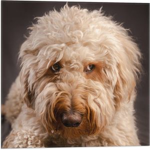 WallClassics - Vlag - Goldendoodle Hond Kijkt Opzij - 50x50 cm Foto op Polyester Vlag