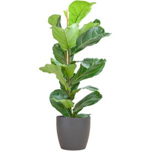 Ficus Lyrata met Viber pot grijs --80cm -Ø21 Groene Kamerplant -Sierplantenshop