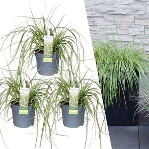 Plants by Frank | 3 Carex hachijoensis 'Evergold' XL | Siergrassen winterhard | 3x Ø 14 cm | vaste planten | Winterharde siergras