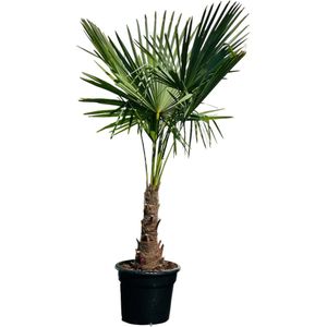 Tropictrees - Palmboom - Trachycarpus Fortunei - Plant - Winterhard - Pot ⌀ 35cm - Hoogte ca. 160/170cm