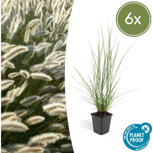 Tuinplantenshop.com | Pennisetum alopecuroides 'Hameln' - Lampenpoetsergras | 6 stuks - Ø9cm - 10-25cm hoog - Tuinplant