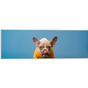 WallClassics - PVC Schuimplaat - Etende Hond met Gele trui en Blauwe Achtergrond - 60x20 cm Foto op PVC Schuimplaat (Met Ophangsysteem)