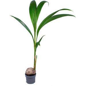 Cocos 'Nucifera' - Kokospalm - Kamerplant - Groene plant voor binnen - ⌀19 cm - 90-100 cm
