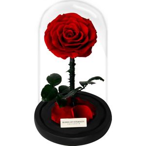 Roses of Eternity - Echte Roos in Glazenstolp - 3 Jaar Houdbaar - Cadeau voor vrouw, vriendin, haar - Huwelijk - Romantisch Liefdes Moederdag cadeautje - rood