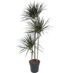 Dracaena Magenta - Luxe Kamerplant 150 cm Ø24 - Magenta Drakenplant met Elegante Bladeren