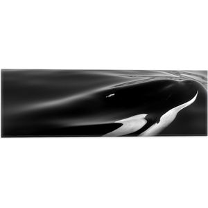 WallClassics - Vlag - Zwart met Witte Orka aan het Wateroppervlak (Zwart- wit) - 60x20 cm Foto op Polyester Vlag