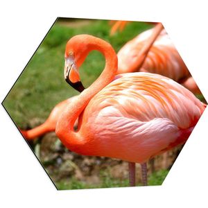 WallClassics - Dibond Hexagon - Roze Flamingo Kudde op het Grasveld - 70x60.9 cm Foto op Hexagon (Met Ophangsysteem)