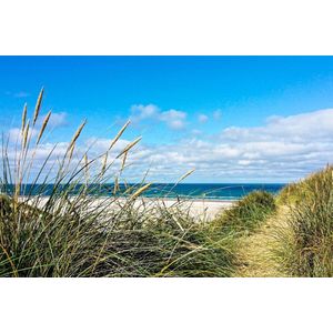 Dibond - Zee - Strand in wit / zwart / bruin / blauw / groen - 80 x 120 cm