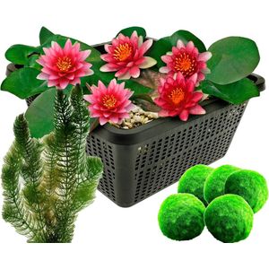 vdvelde.com - Mini Waterlelie - Rood + Zuurstofplanten tegen Algen - Combi set - 12 planten - Plaatsing: -10 tot -100 cm