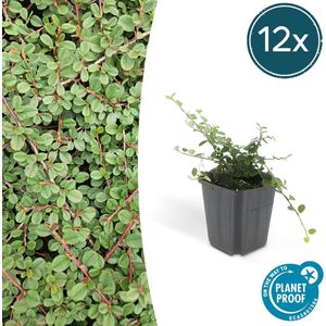 Trendyplants - Cotoneaster procumbens 'Queen of Carpets' - 12 stuks - Dwergmispel - Winterhard - Hoogte 20-30 cm - Potmaat Ø9cm
