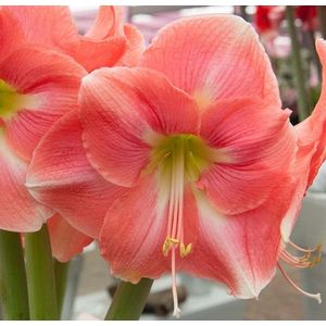 Amaryllis Rosalie 30/32 - 1 stuk - Hippeastrum - amaryllis bloembol