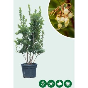 Aardbeienboom meerstammig | Arbutus unedo | Bomenbezorgd.nl