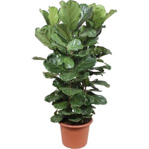 Ficus Lyrata struik XL - Potmaat 45cm - Hoogte 180cm