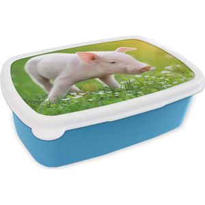 Broodtrommel Blauw - Lunchbox - Brooddoos - Dieren - Biggetje - Varken - 18x12x6 cm - Kinderen - Jongen