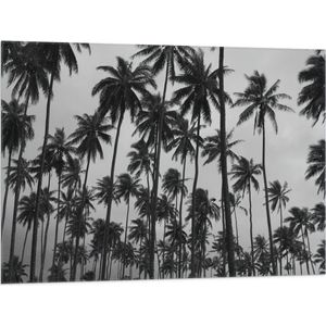 WallClassics - Vlag - Heel Veel Palmbomen Zwart / Wit - 100x75 cm Foto op Polyester Vlag