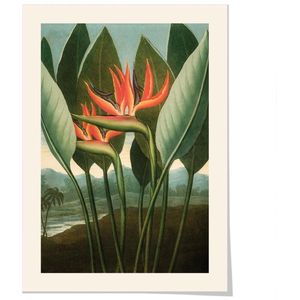Art print ‘Temple of Flora - Strelitzia Reginae’ 50x70 cm.