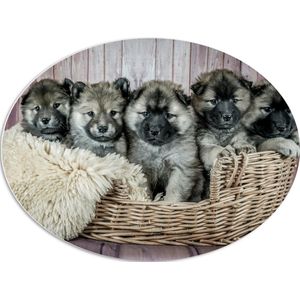 WallClassics - PVC Schuimplaat Ovaal - Schattige Puppy's in Mand met zacht Dekentje - Eurasiër - 80x60 cm Foto op Ovaal (Met Ophangsysteem)