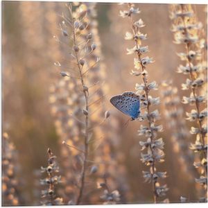 WallClassics - Vlag - Blauwe Vlinder op Smalle Takken met Witte Bloemen - 50x50 cm Foto op Polyester Vlag