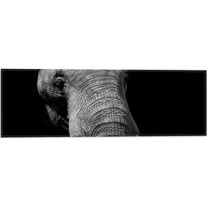 WallClassics - Vlag - Grijze Olifant met Witte Slagtanden - Zwart Wit - 60x20 cm Foto op Polyester Vlag