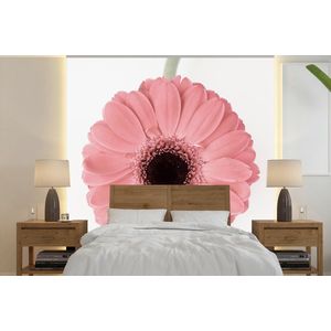 Bloem - Roze - Natuur - Plant - Behangpapier