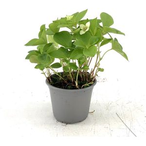 Bodembedekker Wit met Besjes - 10 Stuks - Cornus canadensis - P10.5 - Plant - Tuinplant - Exclusief