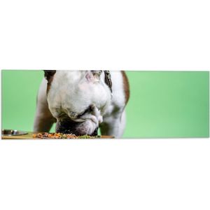 WallClassics - Vlag - Hondje aan het Eten voor Groene Achtergrond - Buldog - 60x20 cm Foto op Polyester Vlag