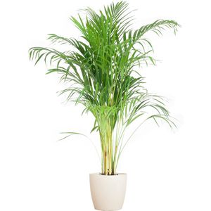 Green Harmony| Areca Palm (Dypsis) met Viber wit - 100cm - Ø21